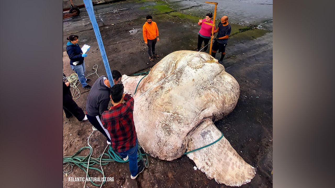 giant sunfish