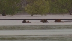 This is how they rescue horses in the middle of the floods in Australia