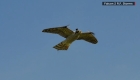 This robotic falcon keeps birds away from planes