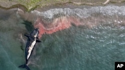 A dead whale is towed away from the coast near Puerto Madryn, Argentina, on October 4, 2022.