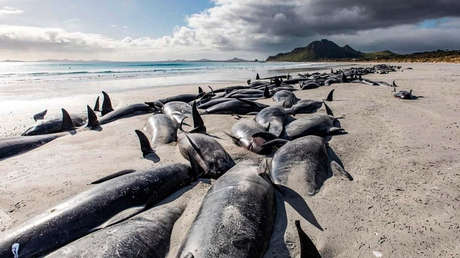 Nearly 500 pilot whales stranded on remote New Zealand archipelago