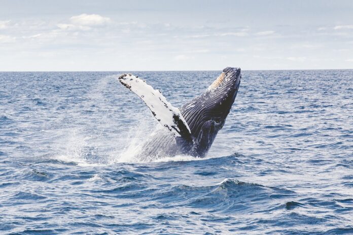 Why don't whales drown while eating?