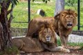 A zoo in Australia closes its doors after the escape of five lions