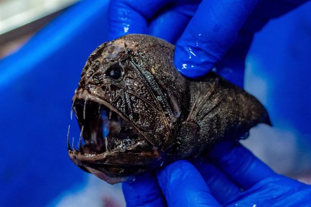 Abyssal fish Anoplogaster collected in the investigation