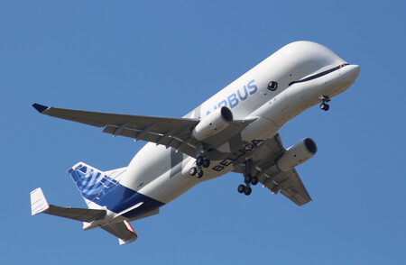 Belugaxl 24