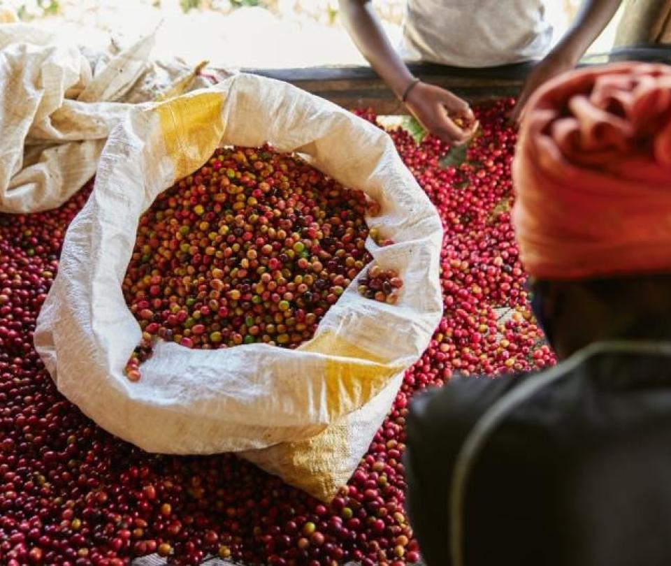 Coffee exporters ask the Government for support to produce more