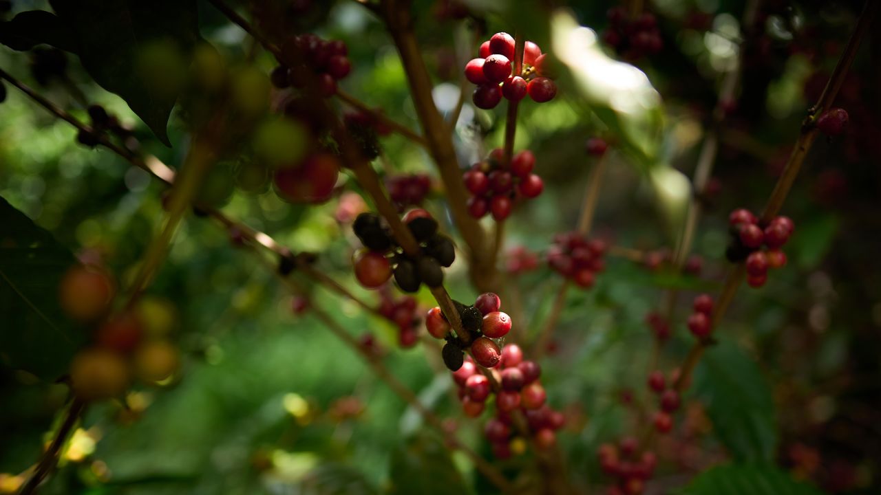 coffee prices