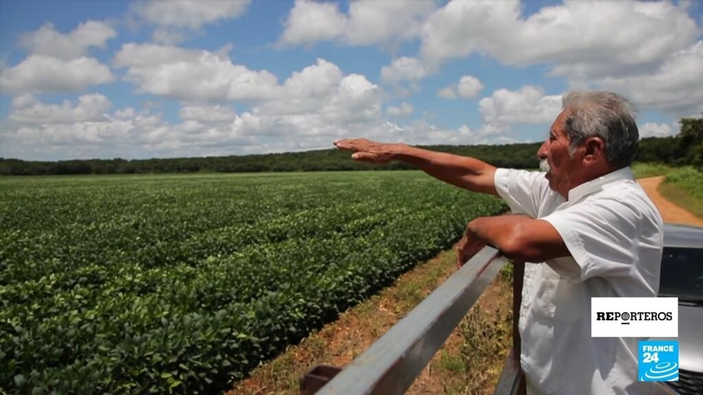 Deforestation due to industrialized agriculture is devouring the Mayan Forest of Campeche