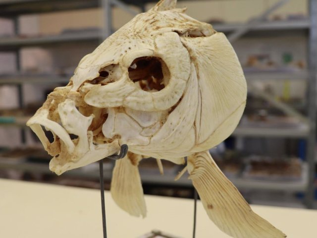 The featured carp skull is from the Natural History Collections at the Steinhardt Museum of Natural History.