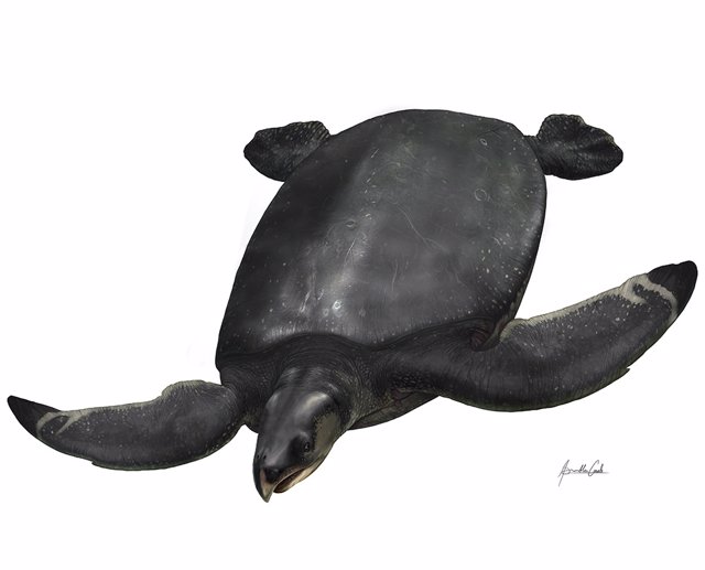 Artist's Recreation Of The New Species Leviathanochelys Aenigmatica