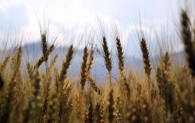 cereal cultivation