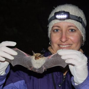 Myotis Arescens: they discover a unique bat species in Chile