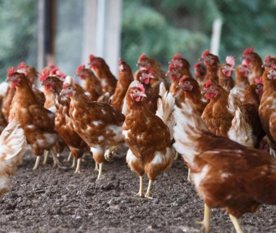 Poultry activity has not yet recovered after the National Strike