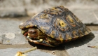 Scientists discover that some species of turtles are not mute as previously thought