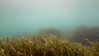 Scientists seek to recover seagrass meadows