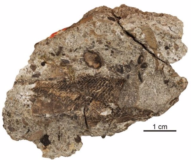 Palaeoneiros Clackorum Skull And Shoulder Girdle