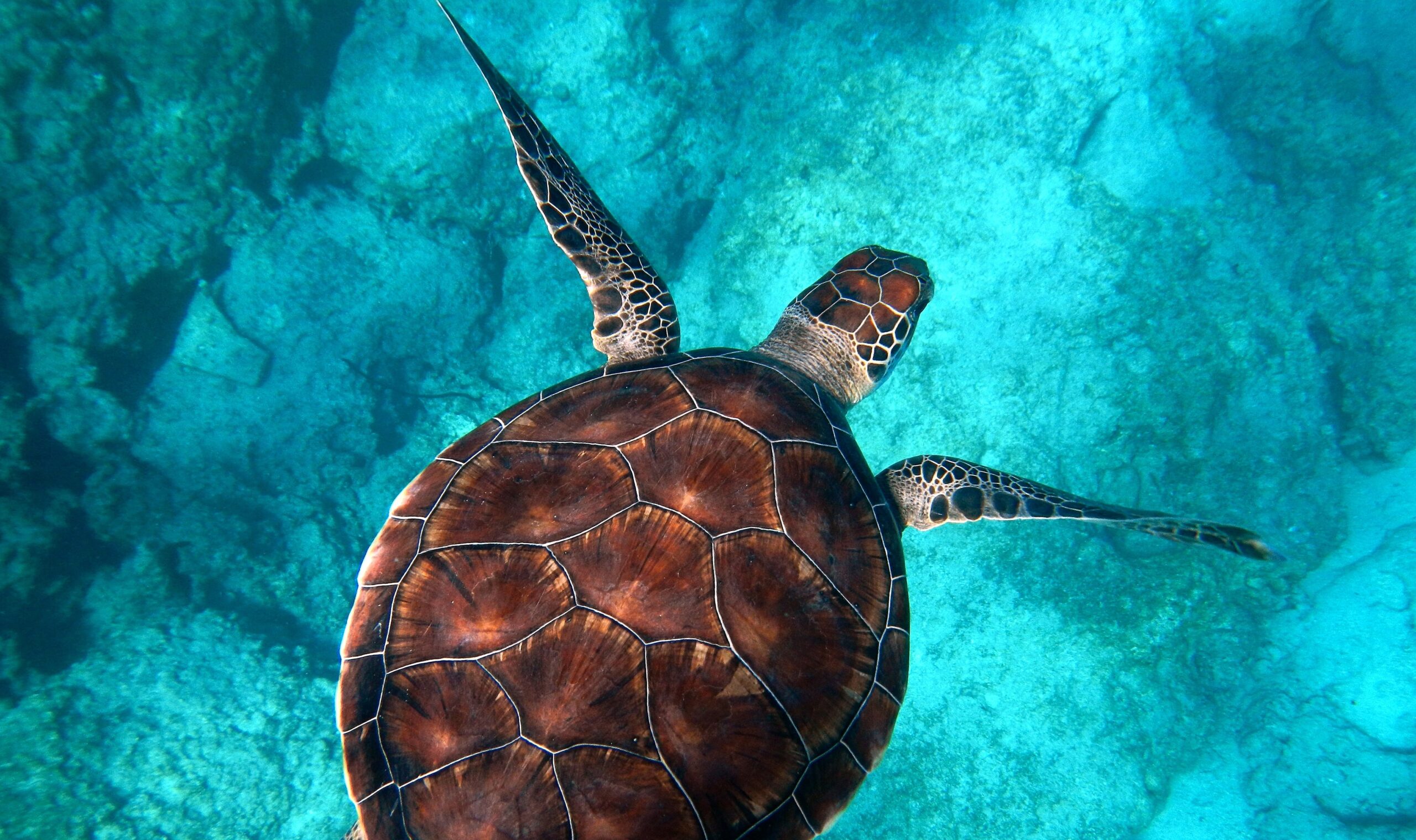 They have just discovered a turtle bigger than a car and it is Spanish