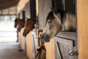 UdeC scientists detect venereal disease in breeding horses for the first time in Chile