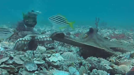 VIDEO: Scientists capture octopuses throwing shells at each other