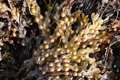 Brown algae can sequester huge amounts of CO2