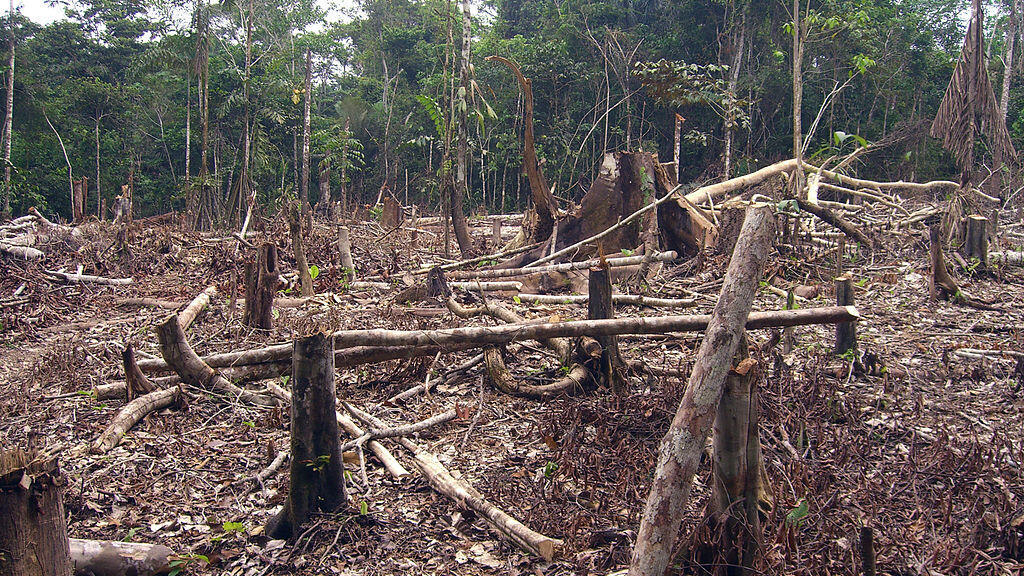 Colombia: They propose the creation of a fund to protect the forests of the Amazon