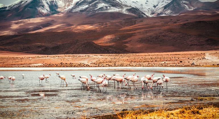 Flamingos in the Laguna Colorada in Bolivia.