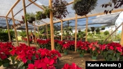 Poinsettias are a must in Central American markets.