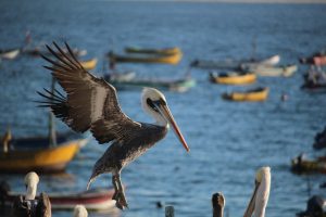 How is the health of the ocean in Patagonia?  Researchers publish face-to-face consultation data