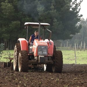 INIA researchers highlight the work of a woman tractor driver in the province of Arauco