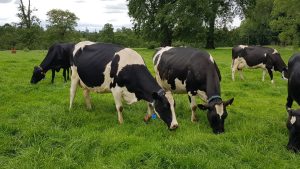 Project launched on early warning system and heat stress monitoring for dairy cattle