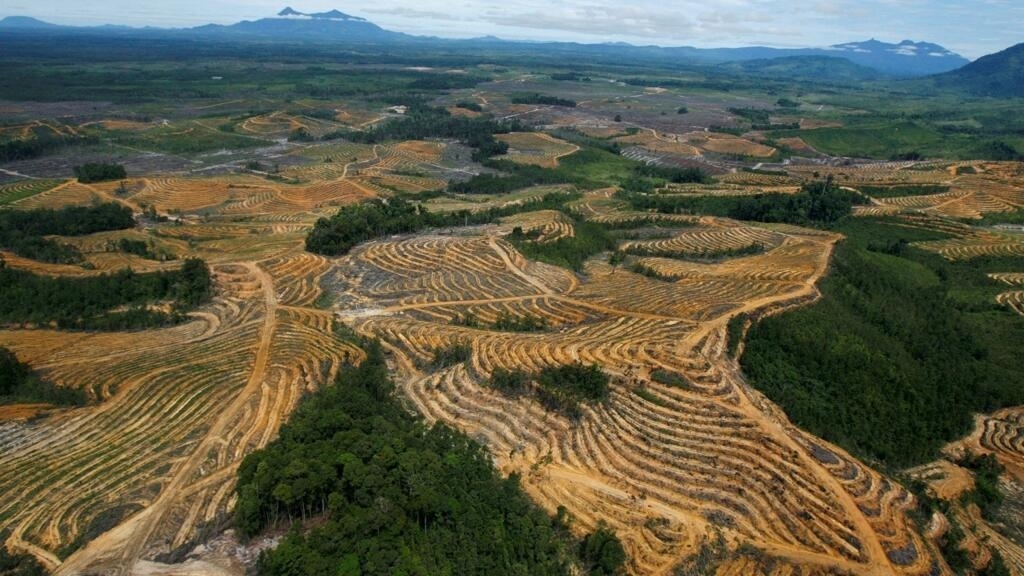 The European Union closes ranks against deforestation: Colombia and Brazil, under the magnifying glass