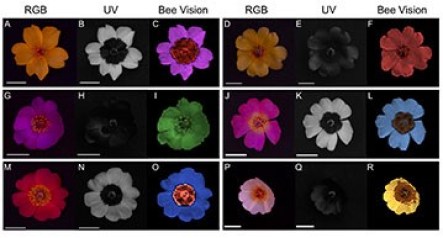 Cistanthe longiscapa flowers of different colors in the spectrum visible to the human eye, under ultraviolet light and represented as a bee would see them.  Credits: Institute of Ecology and Biodiversity