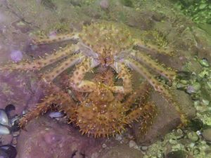 Truncation of sizes by fishery could leave the marine ecosystem in Chile without large Crabs