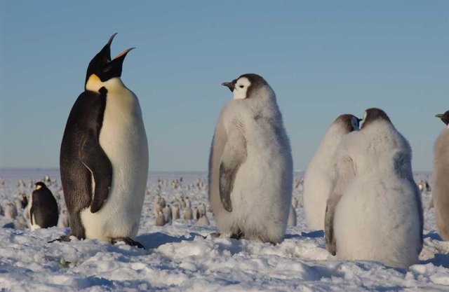 Archive - Special protection of the emperor penguin is urged due to warming