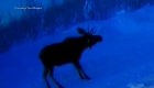 Camera captures a moose shedding its antlers