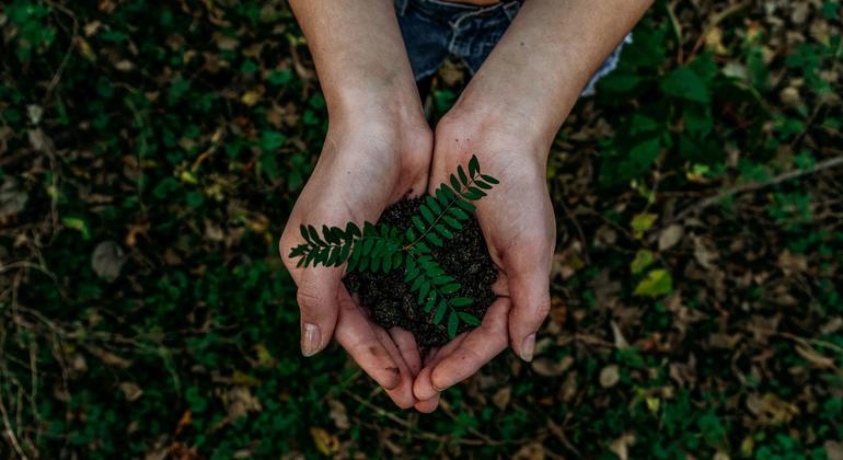 As they grow, trees help slow climate change by removing carbon dioxide from the air, storing carbon in the trees and soil, and releasing oxygen into the atmosphere.