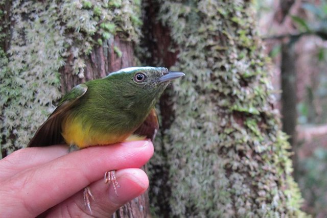 The Amazonian bird Lepidothrix natererei, better known as the snowy manacin, and its close relative were among the 3,000 pairs of animals studied.