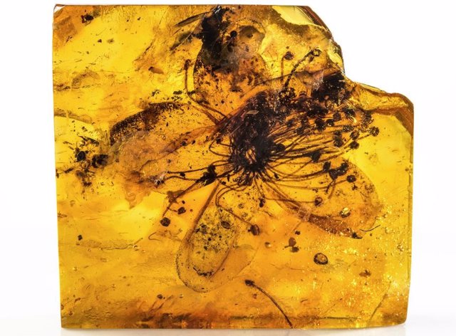 3-centimeter fossil flower preserved in amber from 34-38 million years