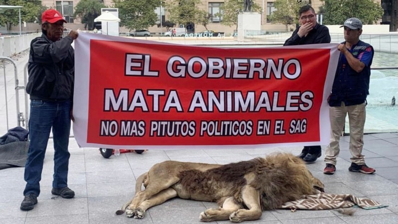 Dead lion surprises passers-by in front of the presidential palace in Chile