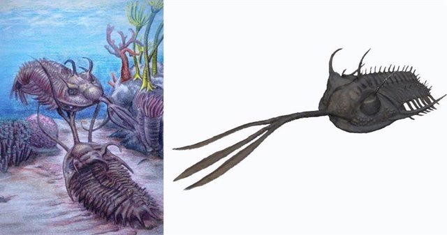 The purpose of the Walliserops trilobite's tridents had remained elusive for some time, but researchers now believe they were used in fights between males.