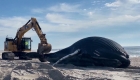 Humpback whale found dead on New York beach