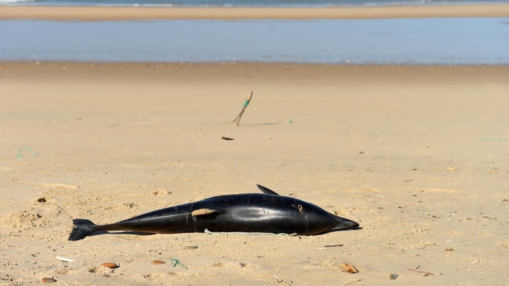 France, pressured to protect dolphins after the death of thousands of specimens