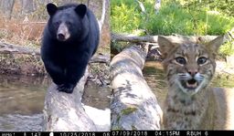 He puts a camera on a log in a river and dozens of different animal species cross it