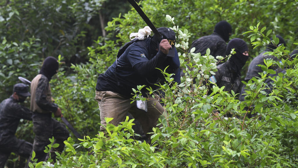 Honduras: Agriculture and livestock are not the only ones responsible for deforestation