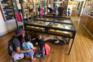 Knowledge open to the public: permanent exhibition of Zoology maintains attention during January