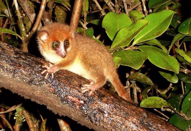 Reddish Mouse Lemur