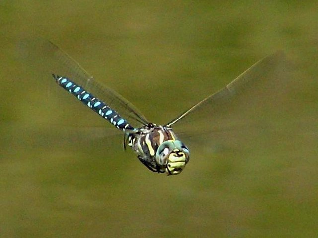 Archive - Dragonfly (Aeshna Juncea) Hovering Over A Pond In The Pyrenees