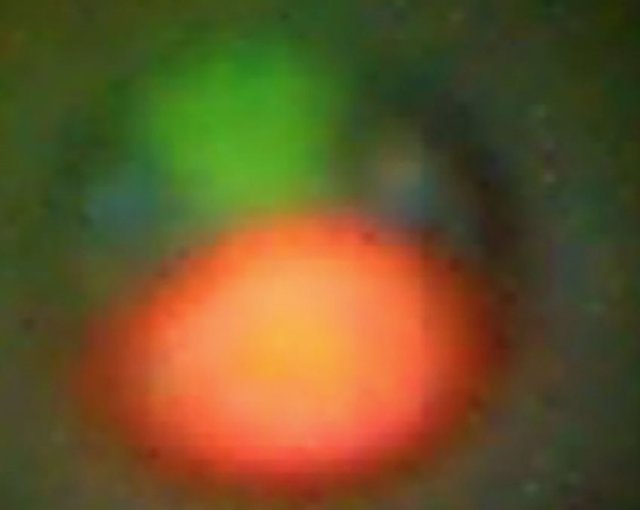 This Fluorescent Microscopic Image Of A Medakamo Hakoo Shows A Chloroplast (Red), A Nucleus (Green) And A Cytoplasm (Blue) In The Cell Of The Alga.