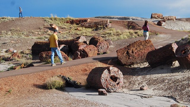 petrified forest in arizona