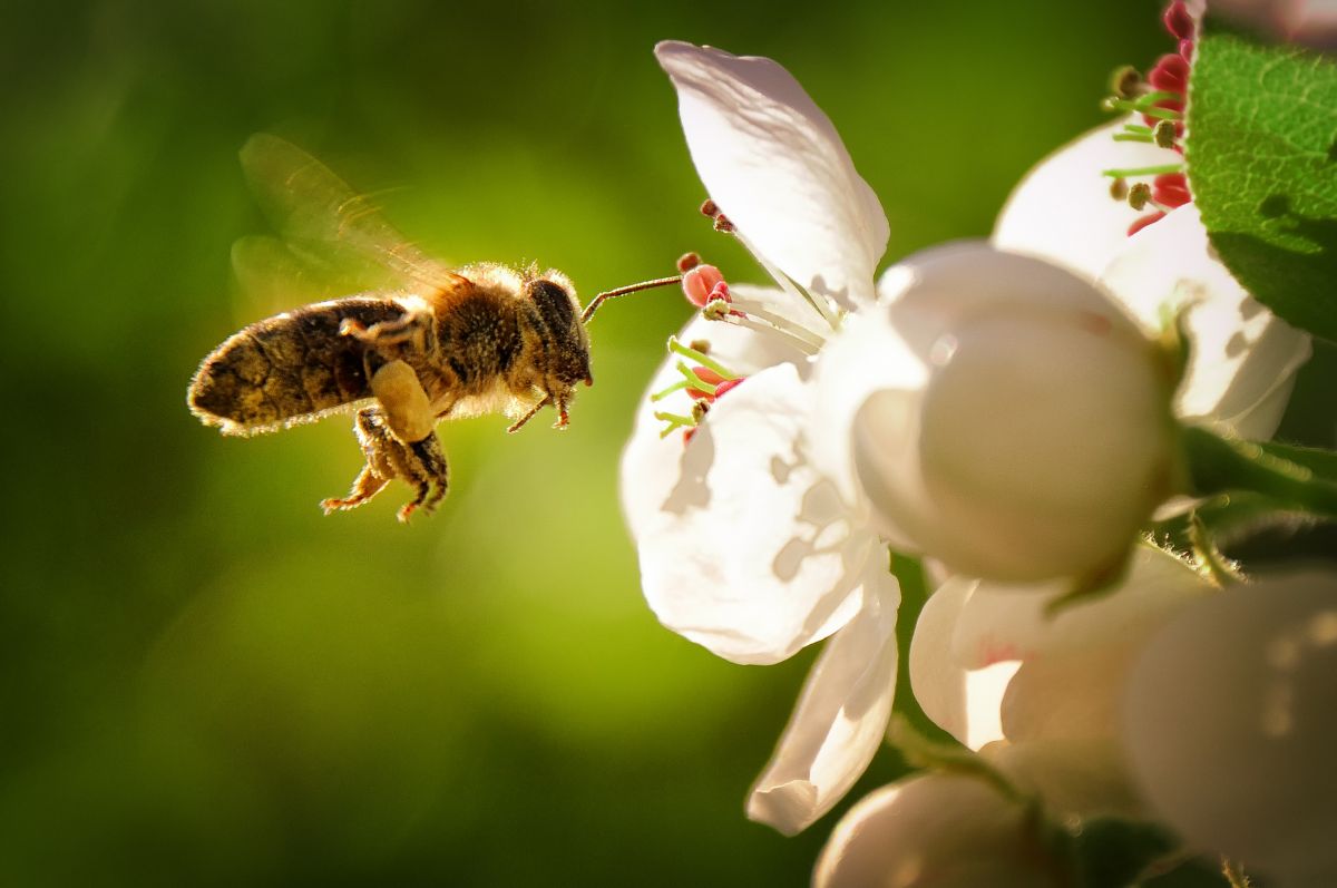 The United States is vaccinating bees against its deadliest disease